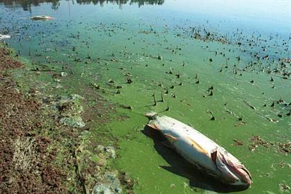 Toman muestras en el lago de Las Termas ante la aparición de algas Toman muestras en el lago de Las Termas ante la aparición de algas