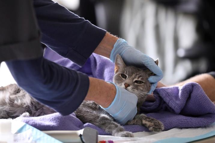 Afirman que animales pueden adquirir covid pero no transmiten a humanos