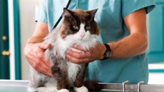 En Las Termas continúan con la campaña de castración gratuita de animales