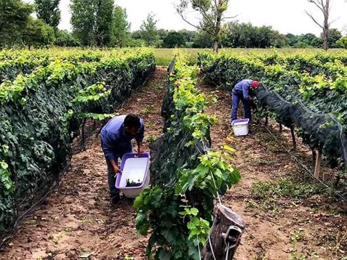 Santiago integrará “La Ruta del Vino más larga del mundo”