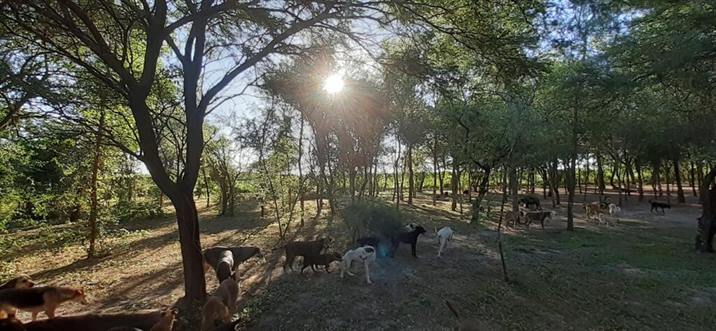 Convocan a disfrutar de un domingo colmado de amor perruno