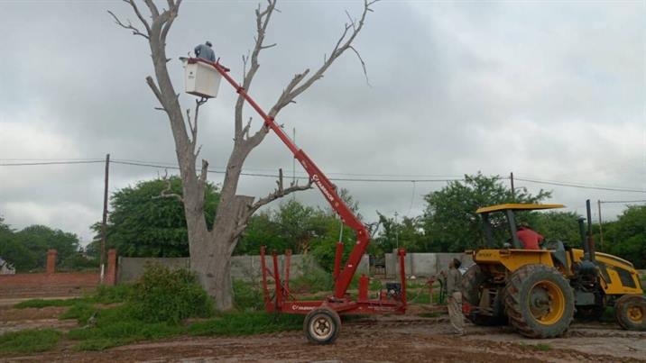 Podan árboles secos en riego de caerse en Colonia El Simbolar Podan árboles secos en riego de caerse en Colonia El Simbolar