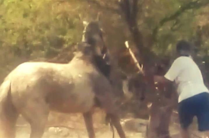 La Banda: Detienen a dos hombres por maltrato animal