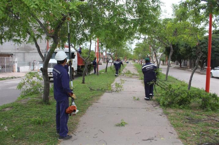 Advierten sobre multas a vecinos que realicen podas sin autorización