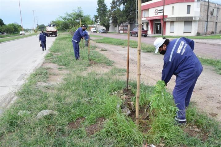 Plantaron 1500 árboles en la avenida Lugones Plantaron 1500 árboles en la avenida Lugones