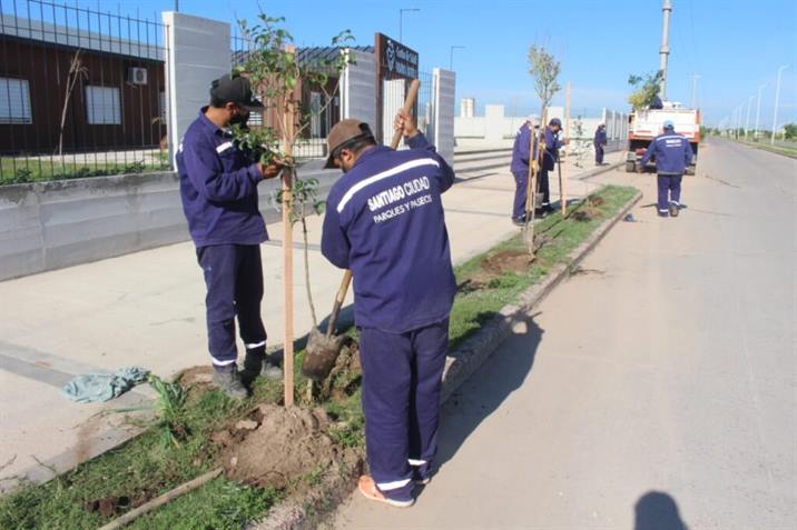 Colocan más 4500 árboles en avenida Circunvalación