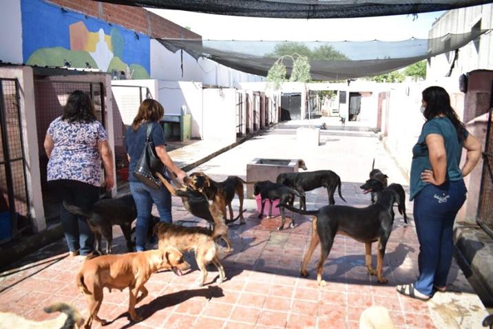 La campaña de castración realizó unas 4 mil esterilizaciones en 2020