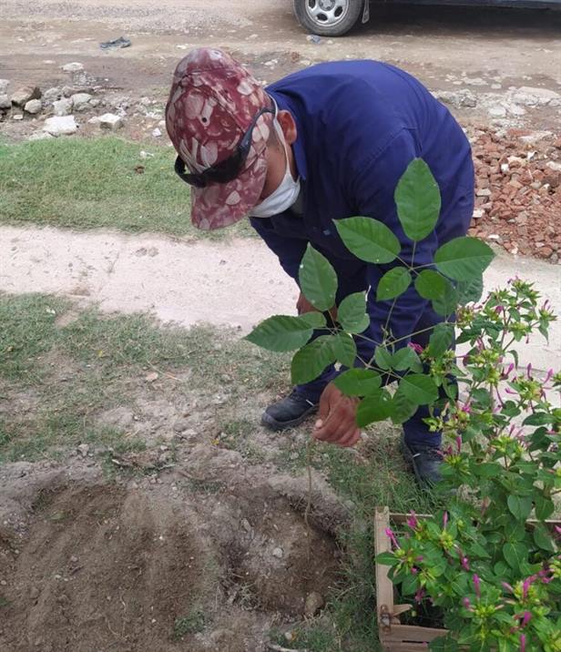 Más de 3000 termeños recibieron plantines para sus viviendas