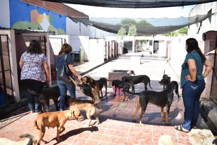 Semana de castraciones gratuitas de mascotas en tres barrios