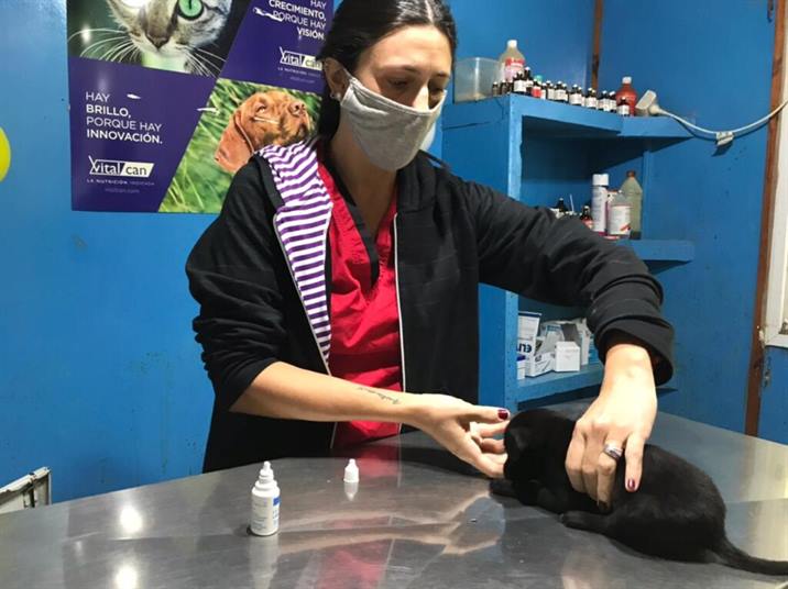 Proyectan realizar alrededor de 120 castraciones en La Banda