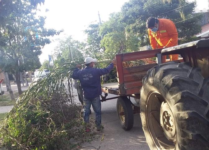 Solicitan a vecinos bandeños evitar la poda de árboles