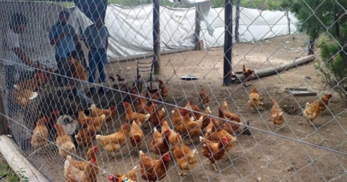 Promueve la cría de pollos para reforzar la economía familiar