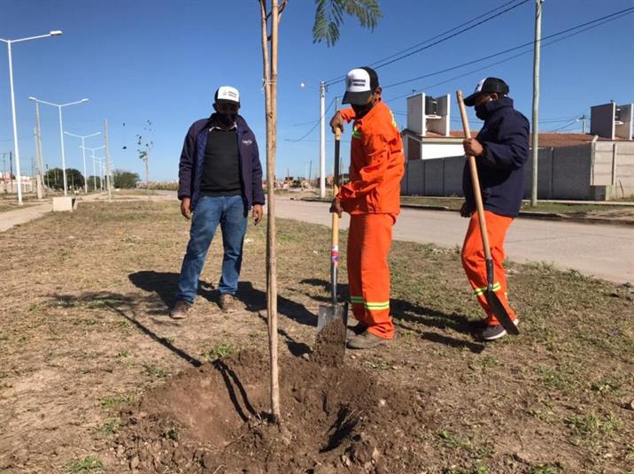 Piden a los vecinos cuidar las especies arbóreas recién plantadas Piden a los vecinos cuidar las especies arbóreas recién plantadas