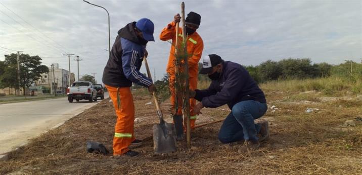 Continúan las tareas de reforestación en avenida 25 de Mayo
