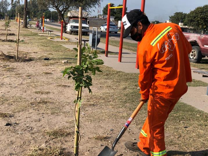 Plantaron árboles en la plaza saludable del barrio San Fernando Plantaron árboles en la plaza saludable del barrio San Fernando