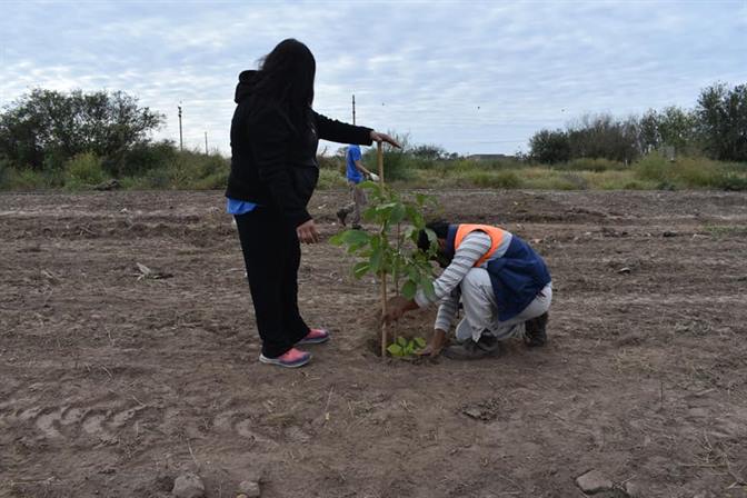 Avanza un ambicioso plan de forestación por los barrios de Frías Avanza un ambicioso plan de forestación por los barrios de Frías