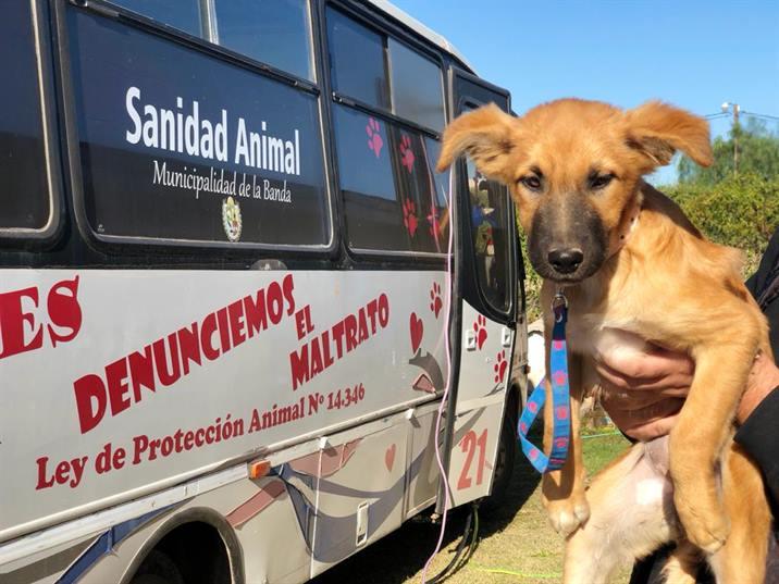 Castran a 20 mascotas en un operativo móvil municipal
