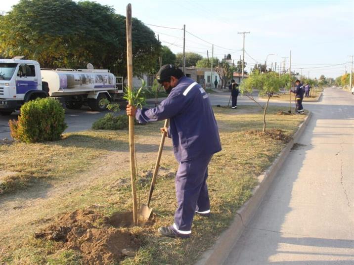 Reponen 600 árboles en un tramo de la avenida Colón Reponen 600 árboles en un tramo de la avenida Colón