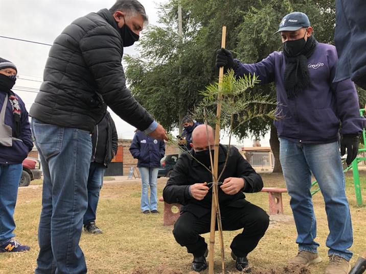 Colocan lapachos y grevilleas en una plaza del barrio Paraíso