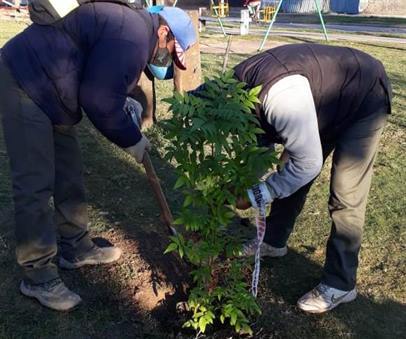 Recuperan especies para reforestar espacios públicos de Añatuya