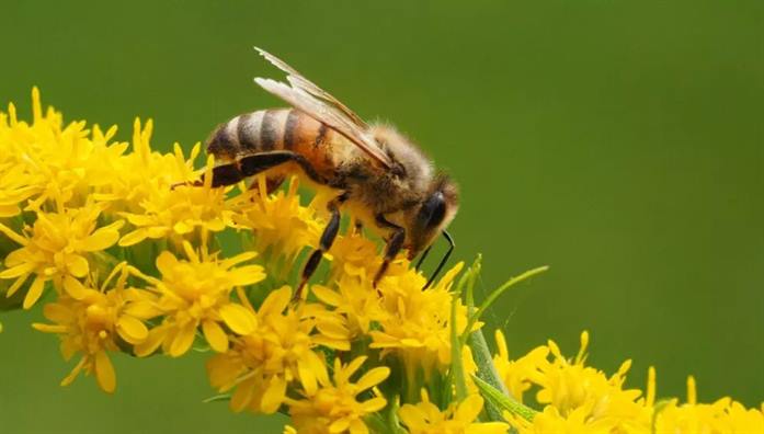 Un estudio revela la diversidad de abejas de la ciudad de La Banda Un estudio revela la diversidad de abejas de la ciudad de La Banda