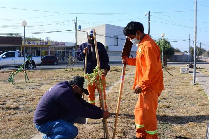 “Visten” un barrio bandeño con lapachos, aguaribay y grevilleas