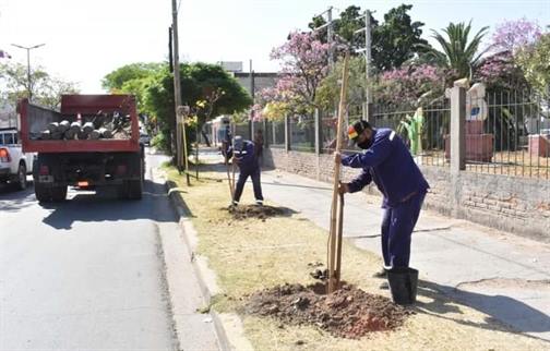 Más 1.600 árboles embellecerán las avenidas capitalinas