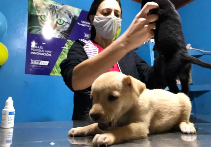 Anuncian la entrega de turnos para castraciones a bajo costo