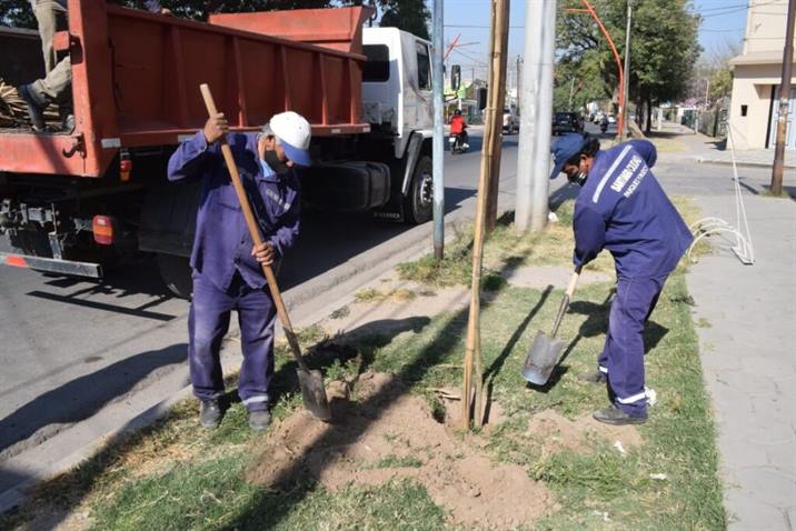 Plantan jacarandas para generar más sombras en calles de la Capital Plantan jacarandas para generar más sombras en calles de la Capital