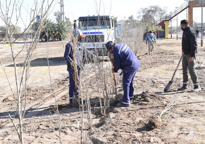 Avanza el plan de forestación en los barrios capitalinos Avanza el plan de forestación en los barrios capitalinos