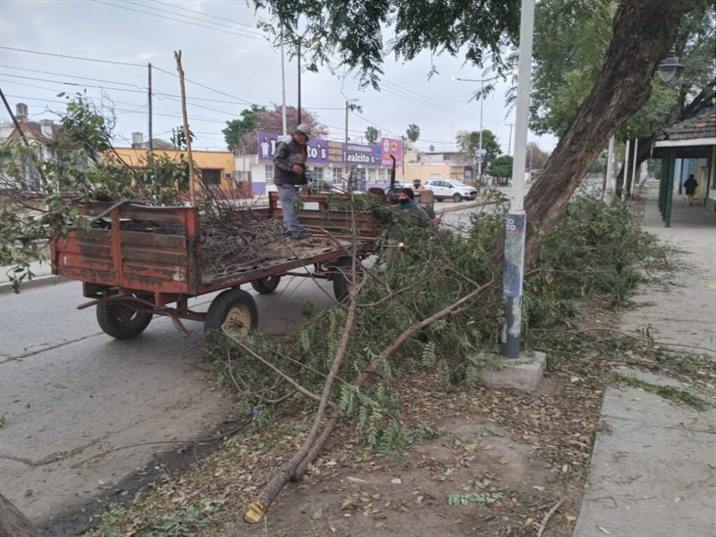 Advierten sobre las multas por arrojar de restos de poda y jardinería Advierten sobre las multas por arrojar de restos de poda y jardinería