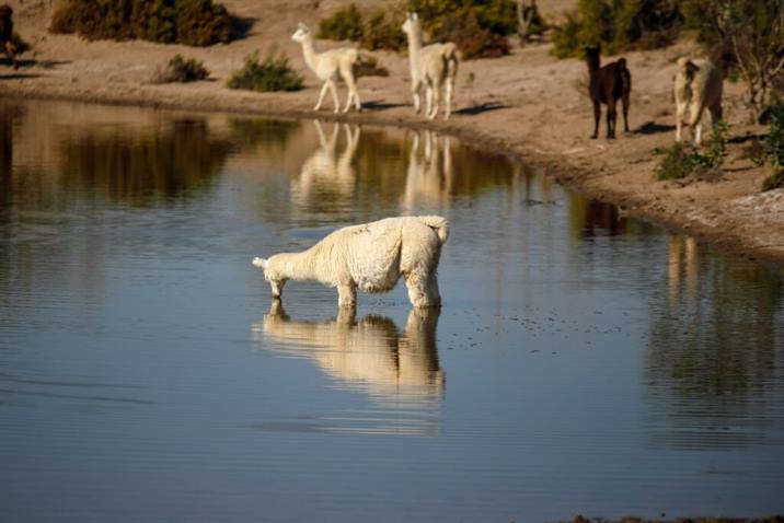 Guanaco Sombriana trabaja en potenciar el turismo y la calidad de sus lanas Guanaco Sombriana trabaja en potenciar el turismo y la calidad de sus lanas