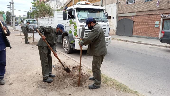 Plantan 3.800 árboles en el barrio Centenario Plantan 3.800 árboles en el barrio Centenario
