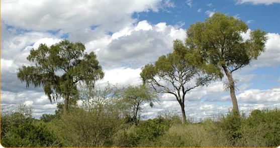 Proponen recuperar un predio para convertirlo en una Reserva Ecológica