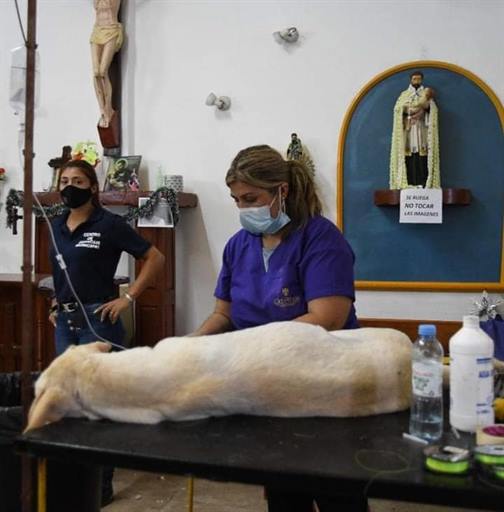 Exitosa jornada de castración gratuita en Las Termas