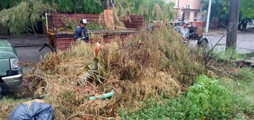 Piden a los bandeños ser responsables con la poda de árboles