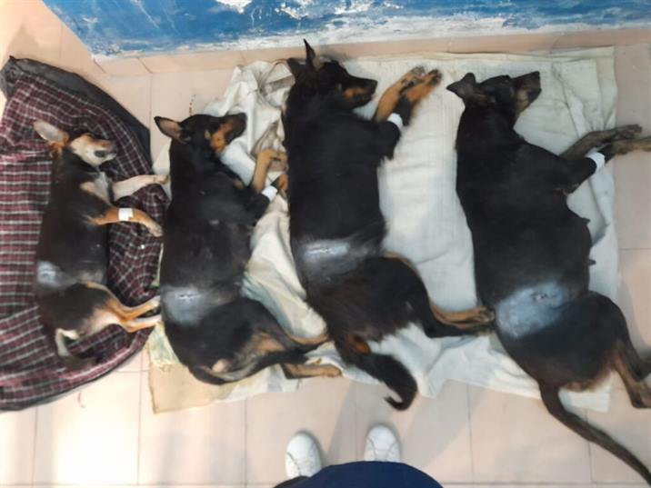 Castran más de treinta perros callejeros en Clodomira Castran más de treinta perros callejeros en Clodomira
