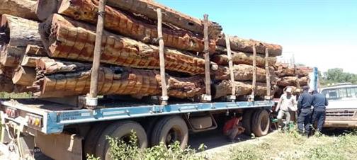Decomisan más de 100 toneladas de postes y rollizos de quebracho
