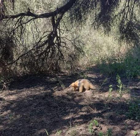 Rescatan a un ejemplar de oso melero en Las Termas