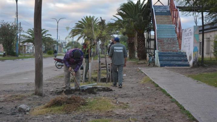 Nuevas especies arbóreas embellecen las plazas de Añatuya
