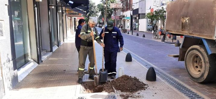 Plantan árboles en la peatonales del centro de la ciudad Plantan árboles en la peatonales del centro de la ciudad