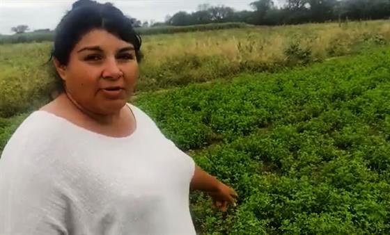 Un productor tucumano fumigó y arruinó la cosecha de una familia campesina santiagueña