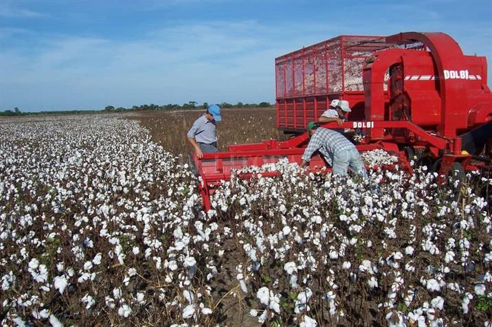 Anuncian fondos para fortalecer la producción algodonera y ganadera
