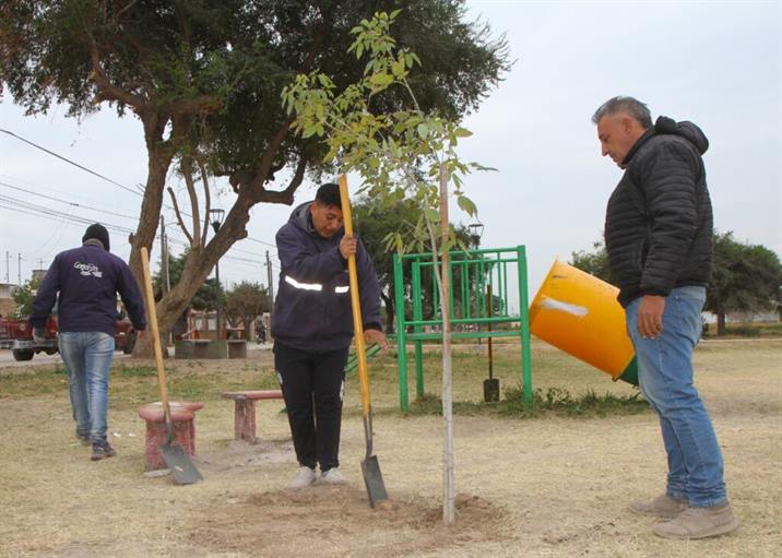 Colocan lapachos en espacios verdes del B° San Fernando Colocan lapachos en espacios verdes del B° San Fernando
