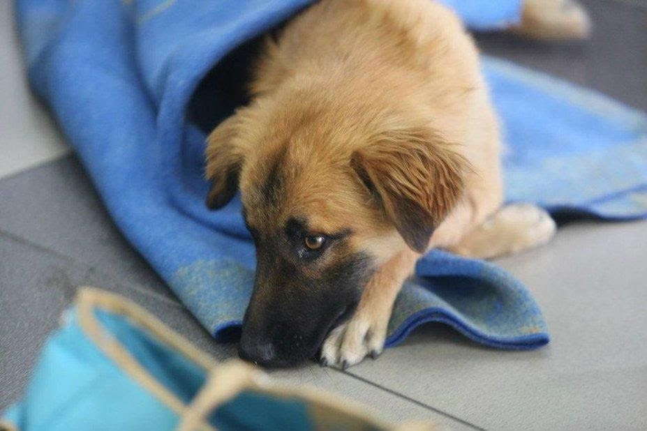 Nuevas estrategias para fomentar la tenencia responsable de mascotas