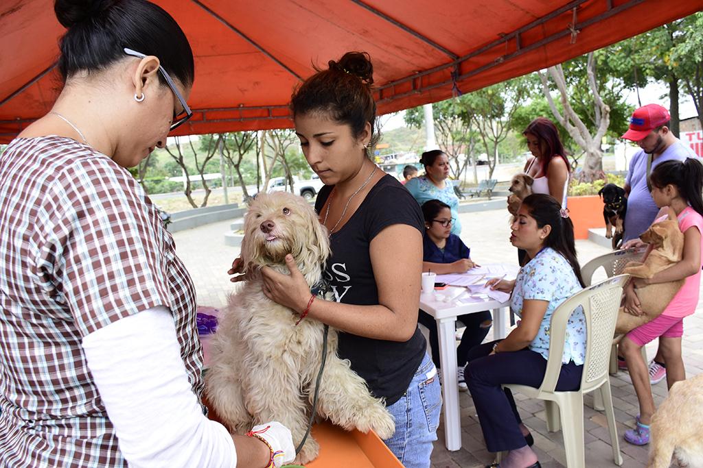 Fernández: vacunarán contra la rabia a perros y gatos