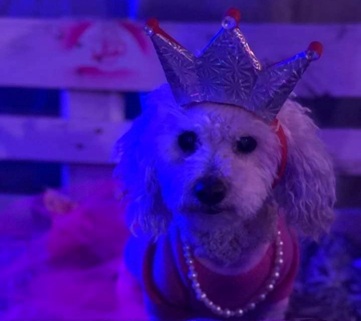 Una caniche celebró sus 15 en el primer bar “pet friendly” bandeño