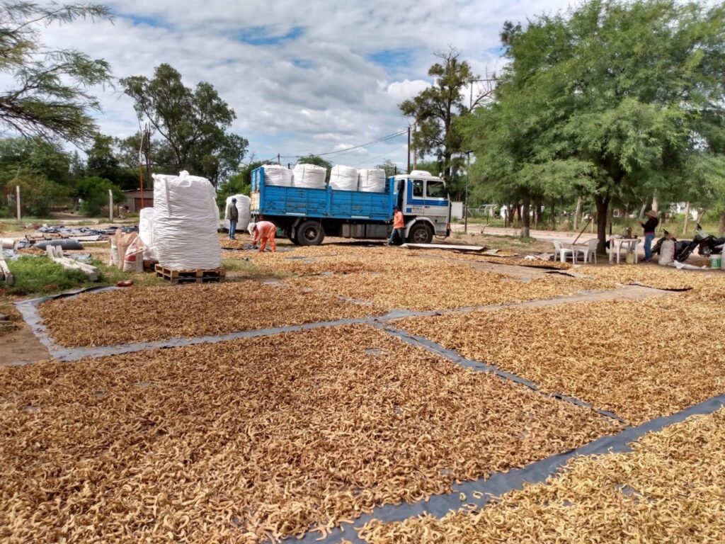 El café de algarroba, una infusión santiagueña que despierta elogios en todo el país El café de algarroba, una infusión santiagueña que despierta elogios en todo el país