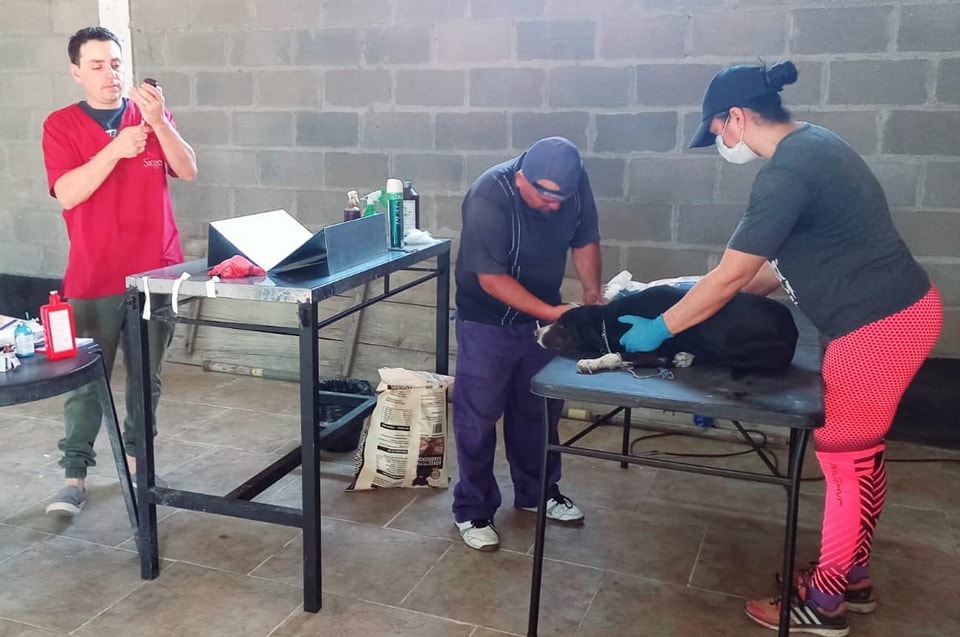 Inició un exitoso operativo de castración gratuita en Loreto