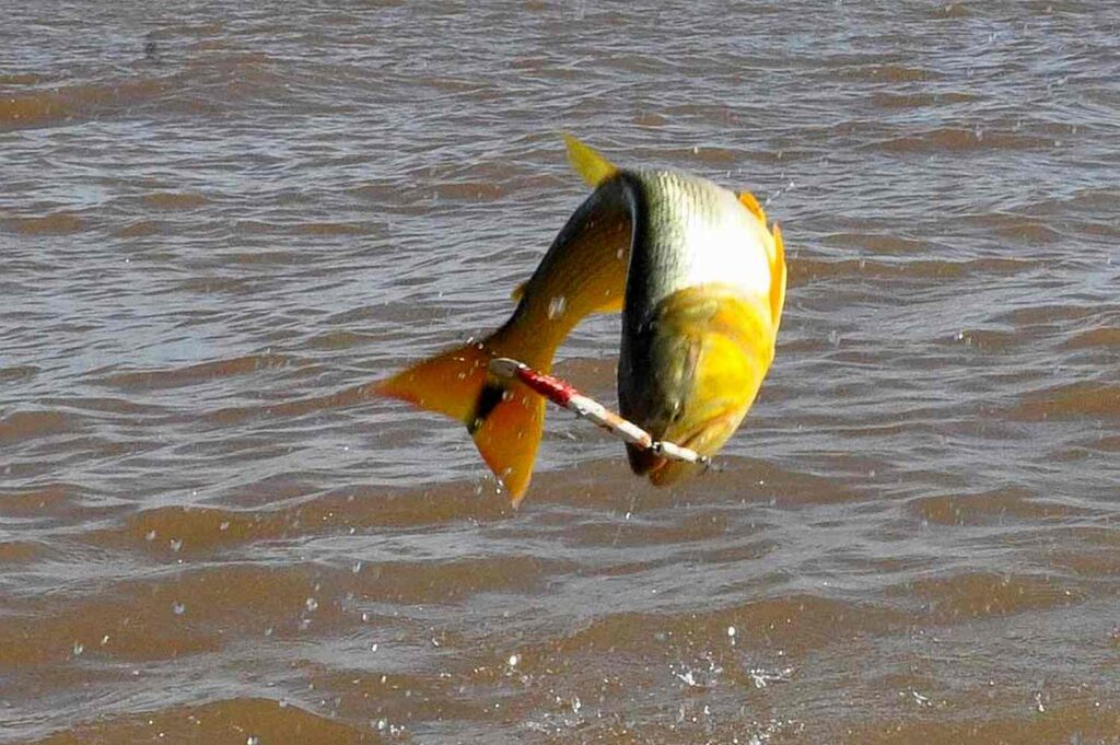 Prorrogan la veda de pesca en toda la provincia